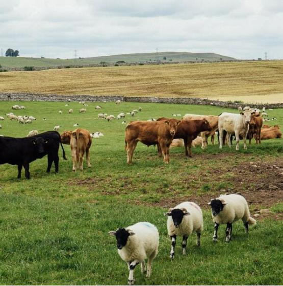 Beef cows and sheep in field